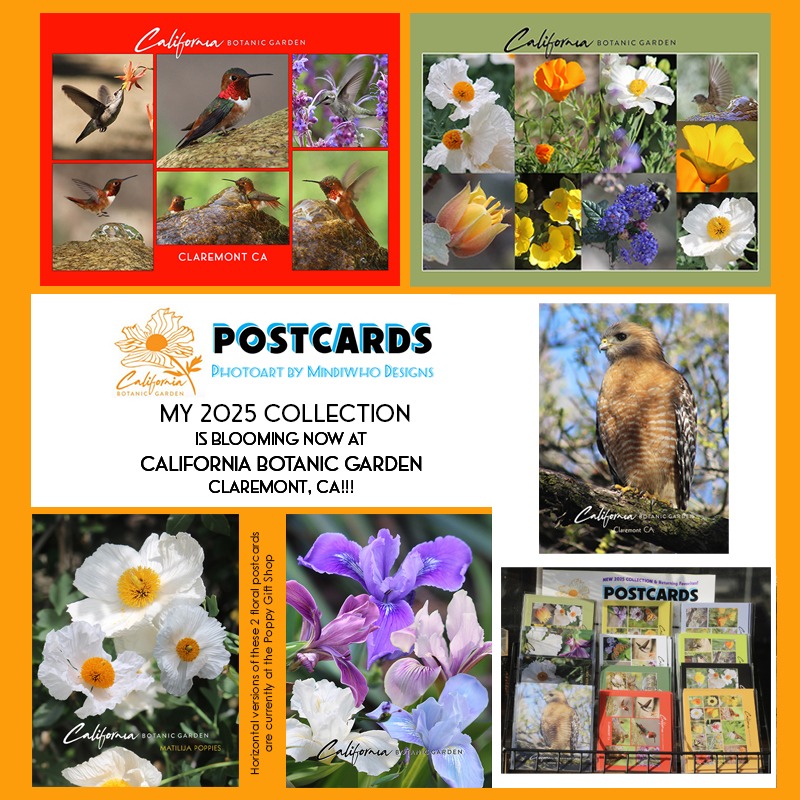 California Botanic Garden postcards