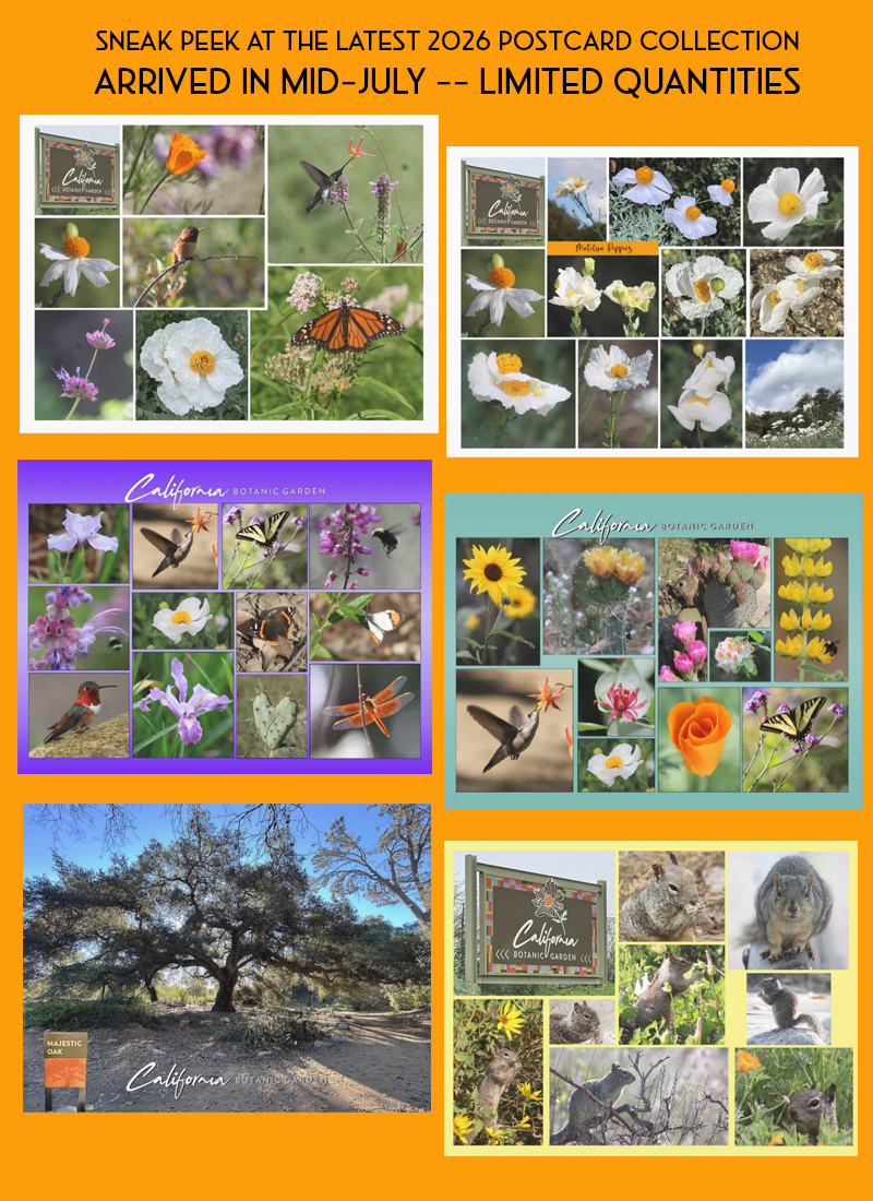 California Botanic Garden postcards - PhotoArt of Claremont