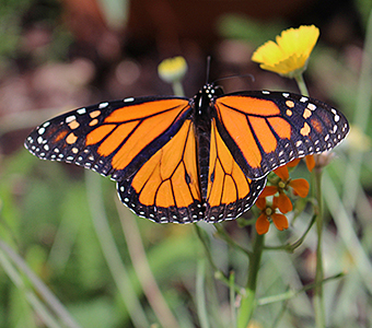 Butterfly Psvilion at RSABG photo