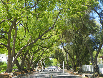 Postcard Claremont CA trees