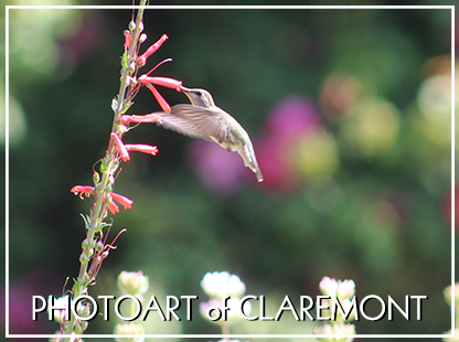 Photoart of Claremont Photo Gallery - View website