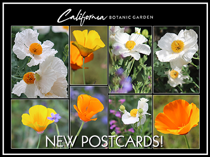 Postcards at California Botanic Garden by Mindiwho Designs