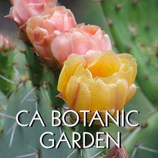 Claremont Botanic Garden Claremont CA - View website