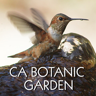 Claremont Botanic Garden Claremont CA - View website