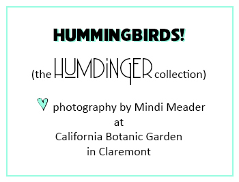 Hummingbird photos postcards Claremont CA